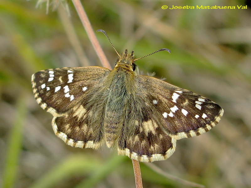 Pyrgus cirsii